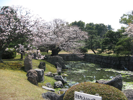 京都二条城の桜_f0234936_5595659.jpg