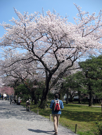 京都二条城の桜_f0234936_601493.jpg