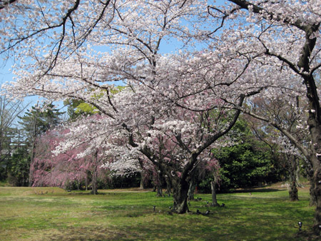 京都二条城の桜_f0234936_60192.jpg