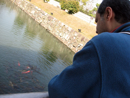 京都二条城の桜_f0234936_61116.jpg