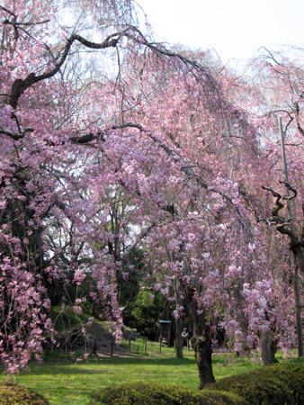 京都二条城の桜_f0234936_611325.jpg