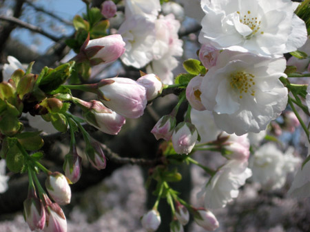京都二条城の桜_f0234936_61215.jpg