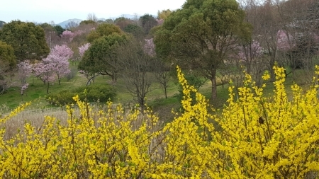 雪柳　雪柳　蜻蛉池公園編_f0330437_22552211.jpg