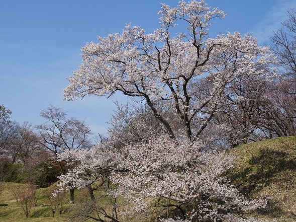 私市植物園の桜_b0299042_14481859.jpg