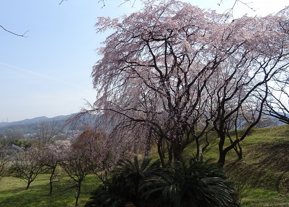 私市植物園の桜_b0299042_14483996.jpg