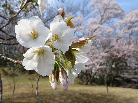 私市植物園の桜_b0299042_14581928.jpg