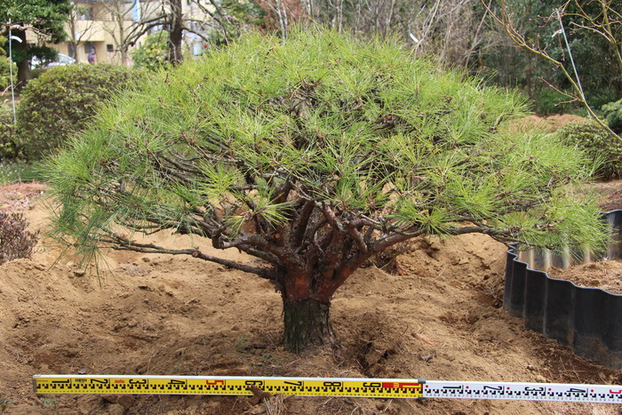 多行松 タギョウショウ　販売 値段 価格 画像 写真 庭木 安行 植木 お問い合わせ商品_a0254743_1254461.jpg