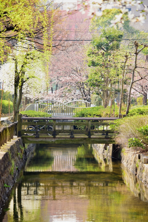 舞い落ちた桜の花は誰のしわざ？_c0339546_1041485.jpg