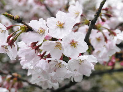 菊池神社、菊池公園の桜photoコレクション 2016_a0254656_19253258.jpg