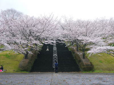 菊池神社、菊池公園の桜photoコレクション 2016_a0254656_1938447.jpg