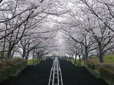 菊池神社、菊池公園の桜photoコレクション 2016_a0254656_19393039.jpg