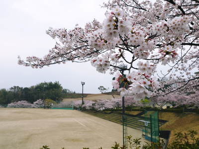 菊池神社、菊池公園の桜photoコレクション 2016_a0254656_19404821.jpg