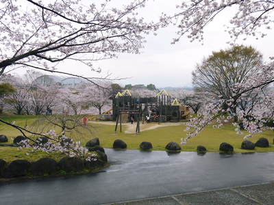 菊池神社、菊池公園の桜photoコレクション 2016_a0254656_19454968.jpg