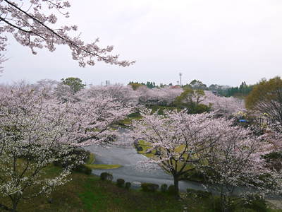 菊池神社、菊池公園の桜photoコレクション 2016_a0254656_19483479.jpg