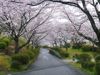 菊池神社、菊池公園の桜photoコレクション 2016_a0254656_19512550.jpg