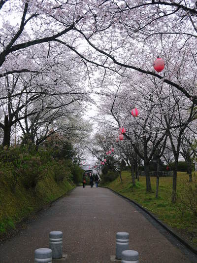 菊池神社、菊池公園の桜photoコレクション 2016_a0254656_19554284.jpg