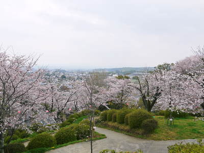 菊池神社、菊池公園の桜photoコレクション 2016_a0254656_195920100.jpg