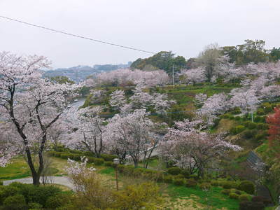 菊池神社、菊池公園の桜photoコレクション 2016_a0254656_2002466.jpg