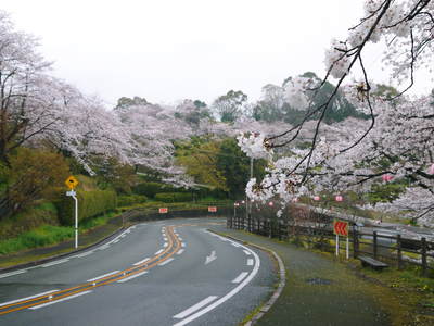 菊池神社、菊池公園の桜photoコレクション 2016_a0254656_20101417.jpg