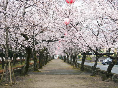 菊池神社、菊池公園の桜photoコレクション 2016_a0254656_2022538.jpg