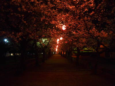 菊池公園、菊池神社の桜photoコレクション 2023_a0254656_20273091.jpg