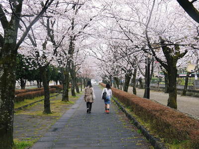 菊池神社、菊池公園の桜photoコレクション 2016_a0254656_20292013.jpg