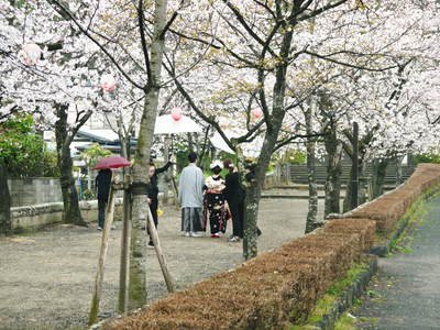 菊池神社、菊池公園の桜photoコレクション 2016_a0254656_20334069.jpg