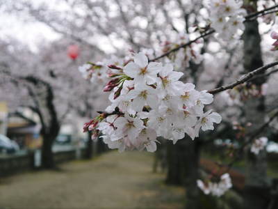 菊池神社、菊池公園の桜photoコレクション 2016_a0254656_2038689.jpg