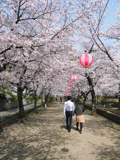 菊池神社、菊池公園の桜photoコレクション 2016_a0254656_20441657.jpg