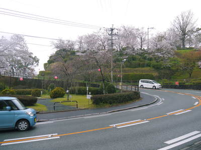 菊池神社、菊池公園の桜photoコレクション 2016_a0254656_2071257.jpg