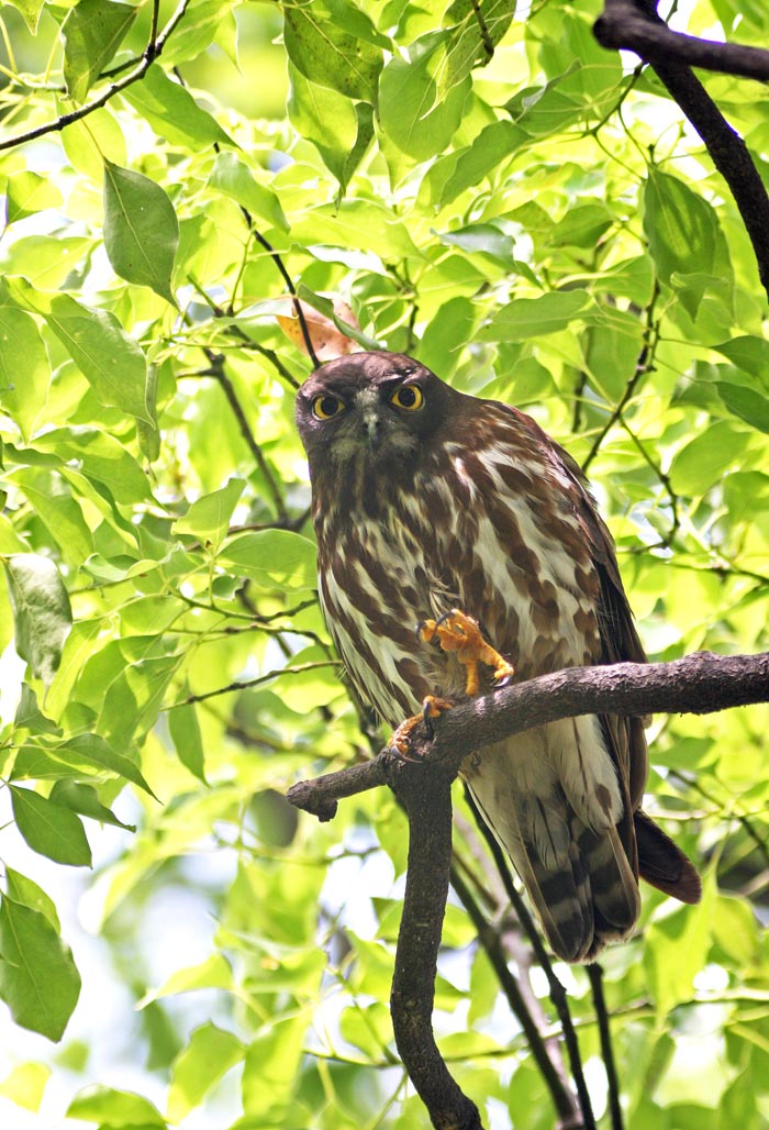 過去の写真から鳥－ＮＯ－２_b0355457_5295815.jpg