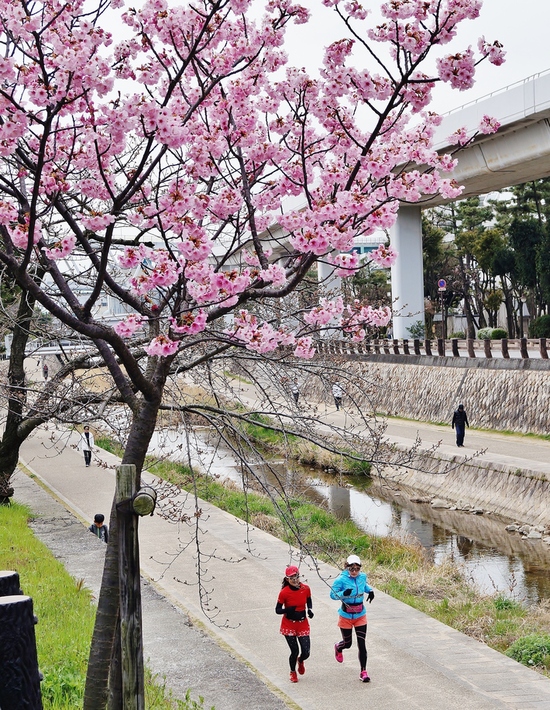 住吉川沿いに咲くサトザクラ　＠神戸市東灘区_b0063958_22564222.jpg