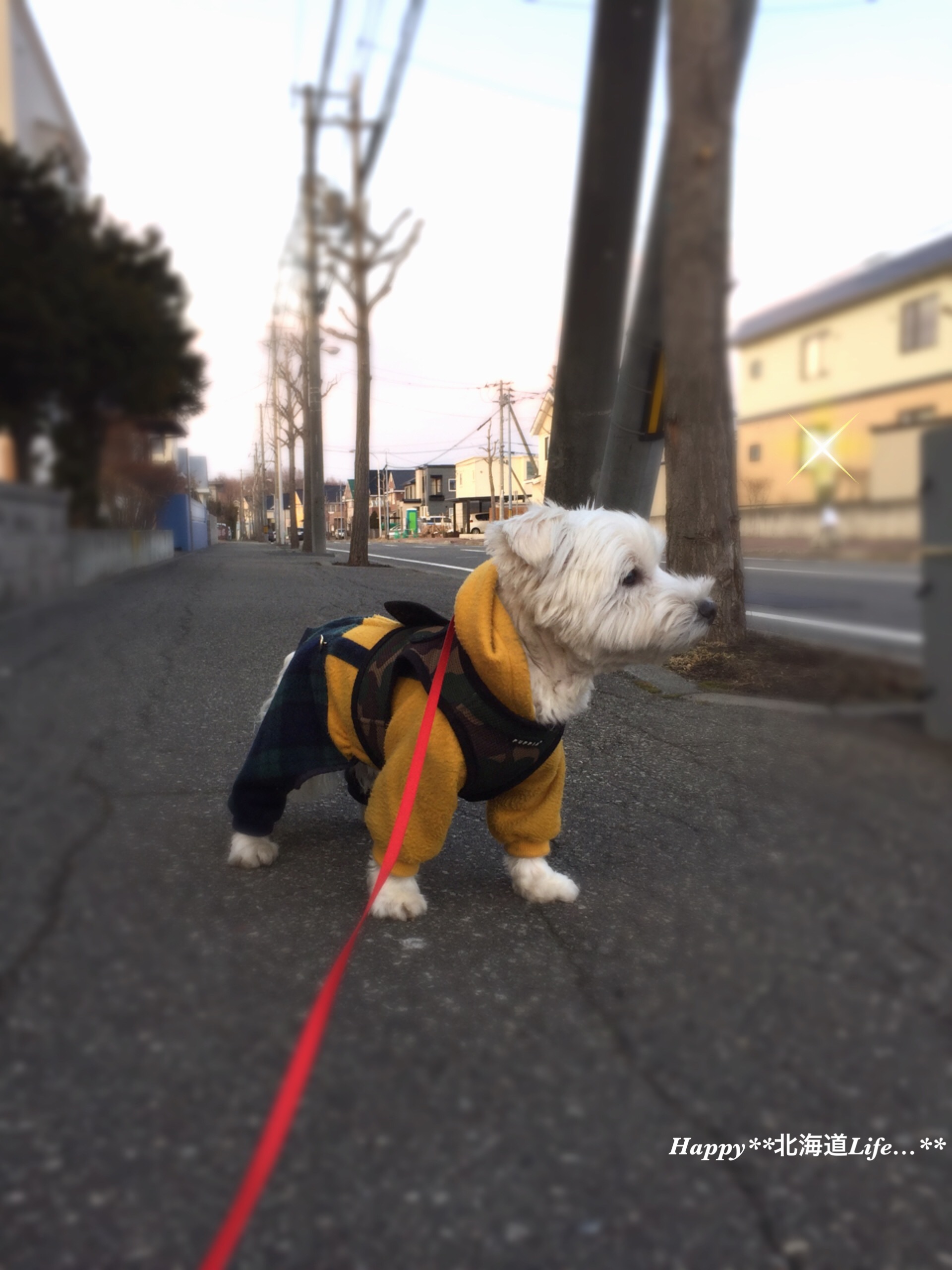 a0337860_22125439.jpeg