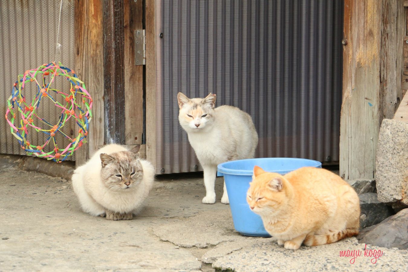 猫屋敷発見！_e0255060_00072418.jpg