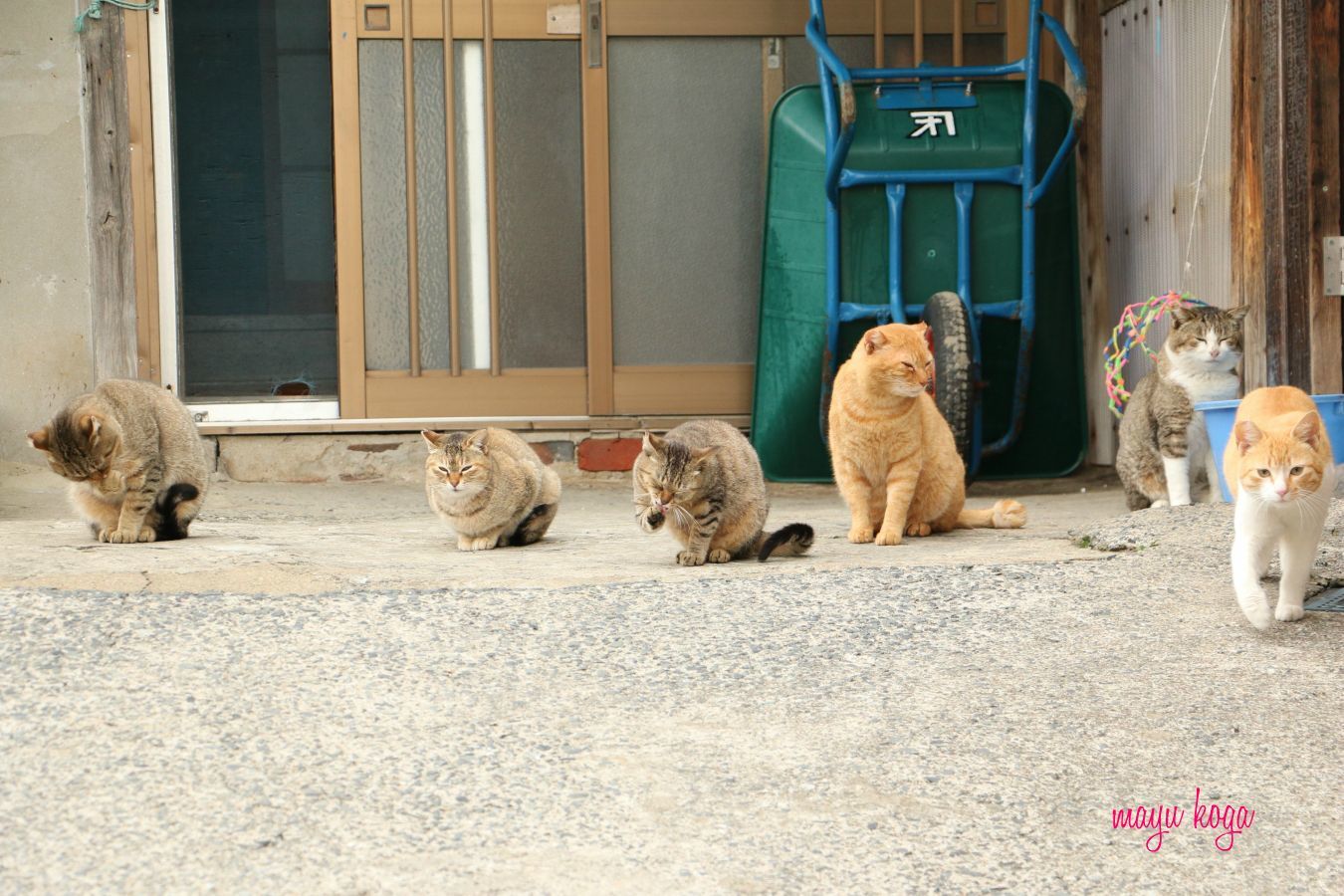 猫屋敷発見！_e0255060_00081610.jpg