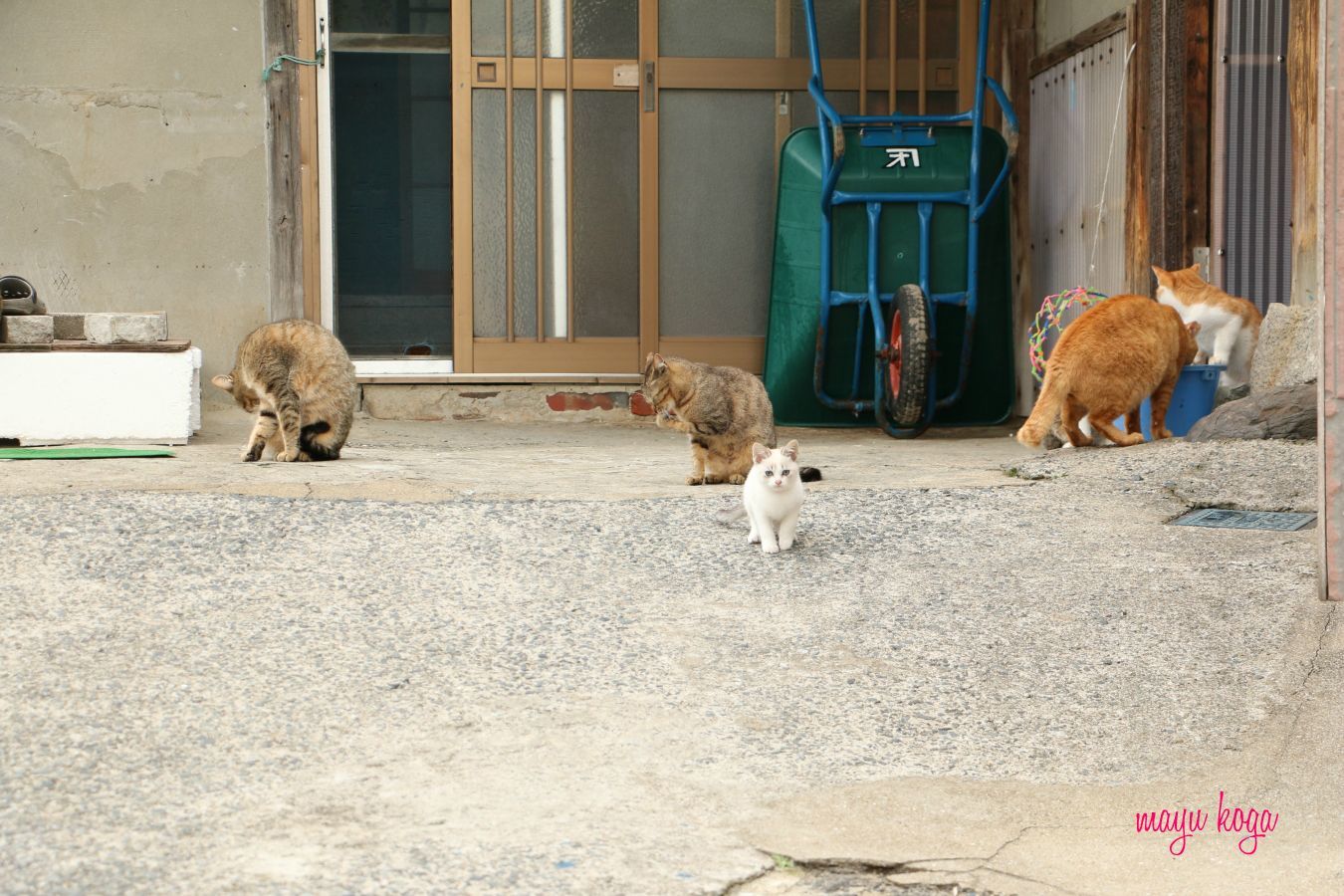 猫屋敷発見！_e0255060_00233979.jpg