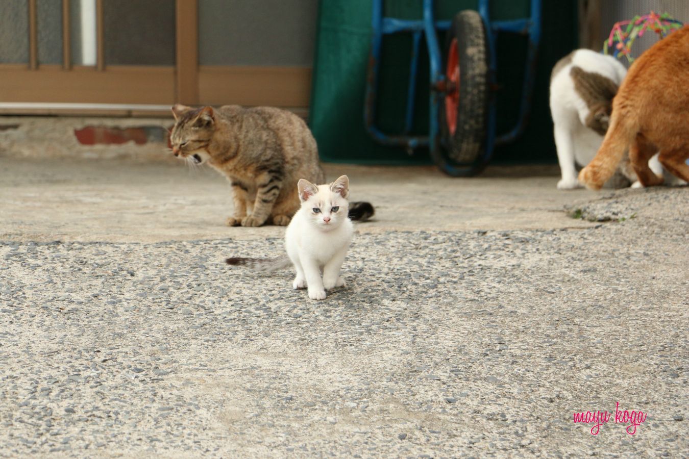 猫屋敷発見！_e0255060_00234588.jpg