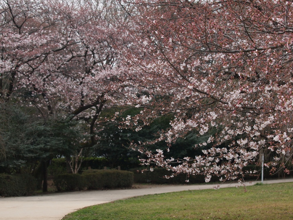 桜が咲いたね_a0073065_2033183.jpg