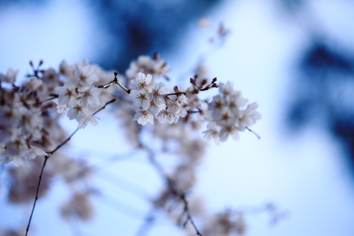 京都御苑・枝垂桜_f0251765_16512687.jpg