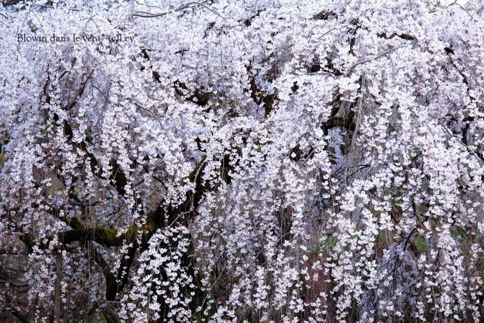 京都御苑・枝垂桜_f0251765_16521754.jpg