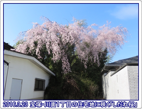 a0052666_294669.jpg