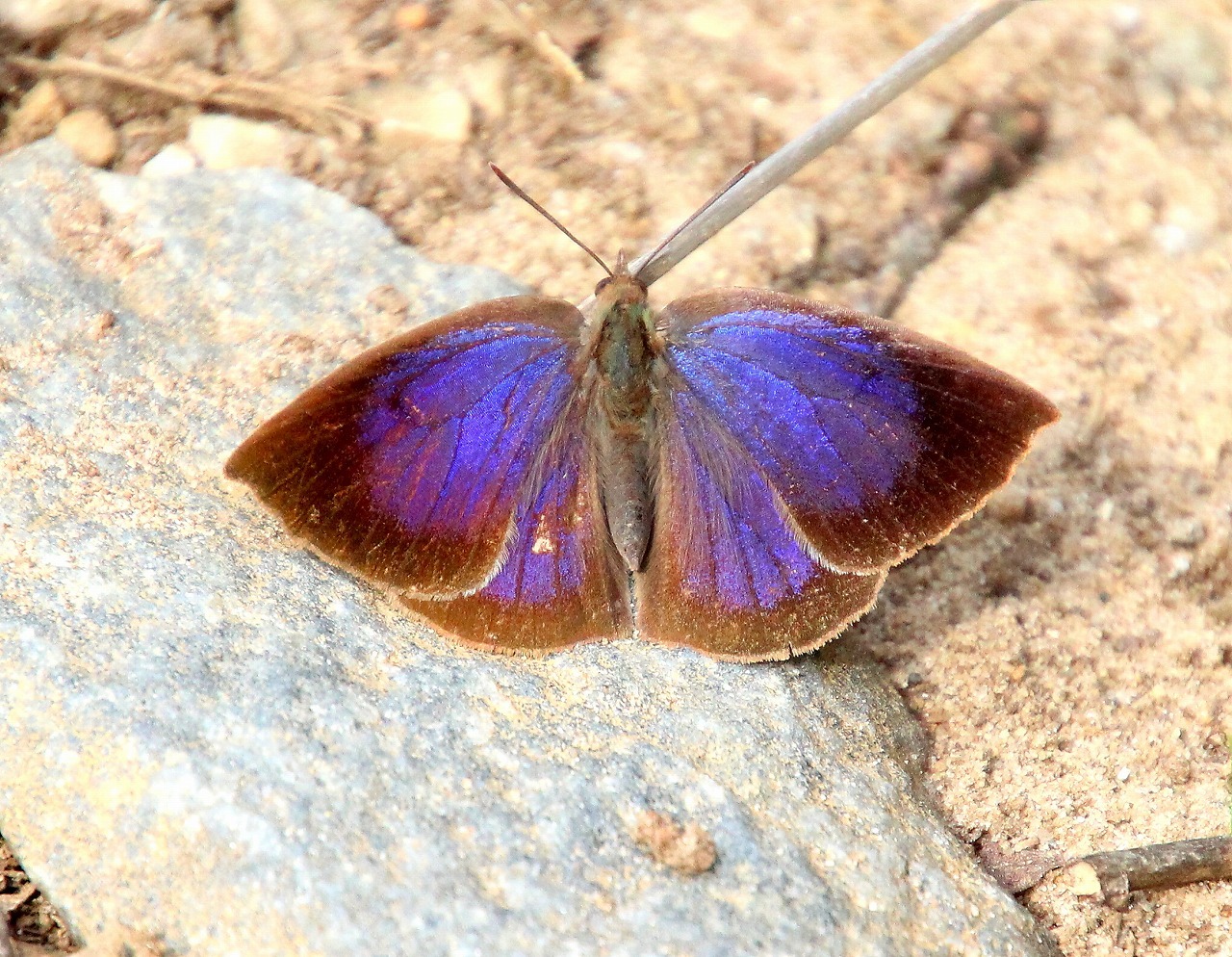 ムラサキシジミ♂、ツマキチョウ♀：黄色がない_b0320769_16200733.jpg