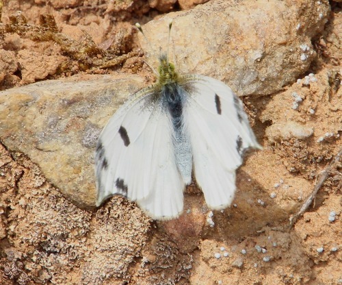 ムラサキシジミ♂、ツマキチョウ♀：黄色がない_b0320769_16200973.jpg