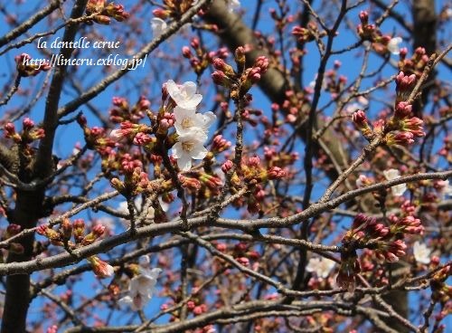 桜が咲き始めました_c0197069_752227.jpg