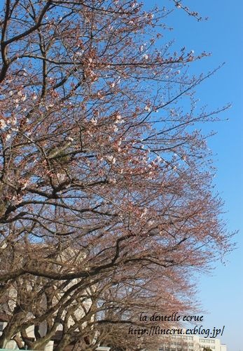 桜が咲き始めました_c0197069_7543127.jpg