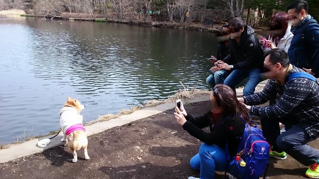 軽井沢観光大使犬 自称 大活躍 柴犬ぱんこと軽井沢生活 軽井沢観光大使犬 自称 大活躍 柴犬ぱんこと軽井沢生活