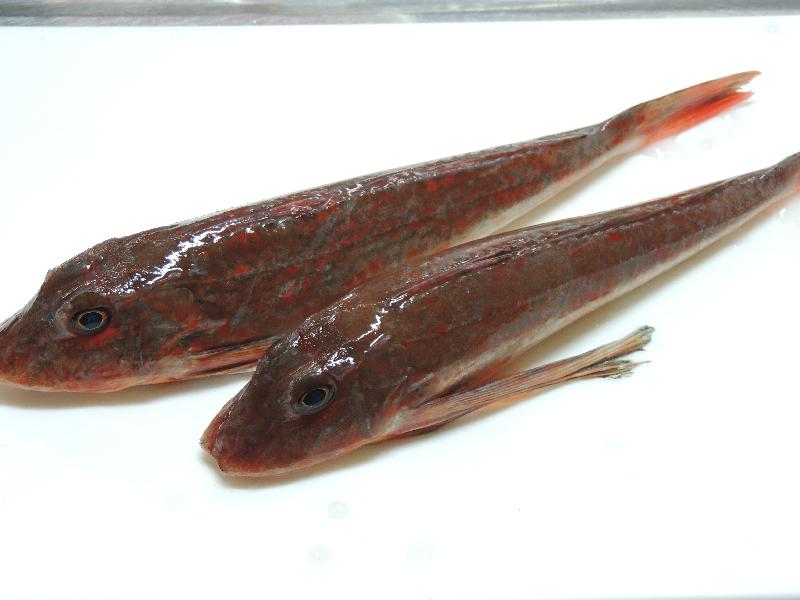 ホウボウの刺身 新 四季彩日記