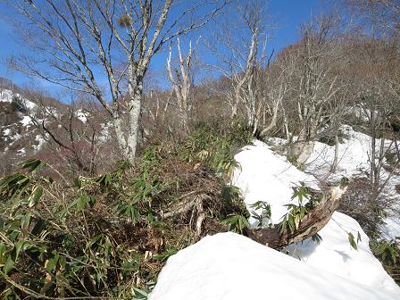 猿ヶ山　　楽園・・そして驚きの嬉しい出会い_f0302771_943274.jpg