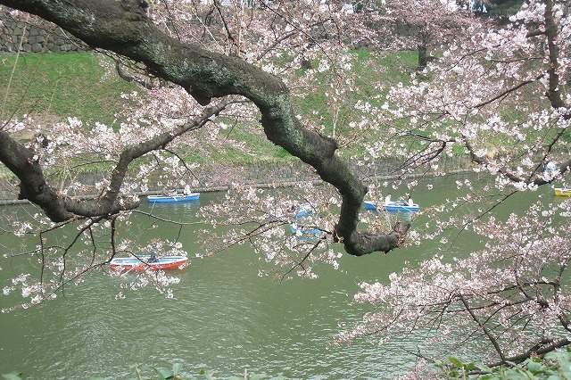 ■　千鳥ヶ淵の桜　　　16.3.30_e0339873_19551262.jpg