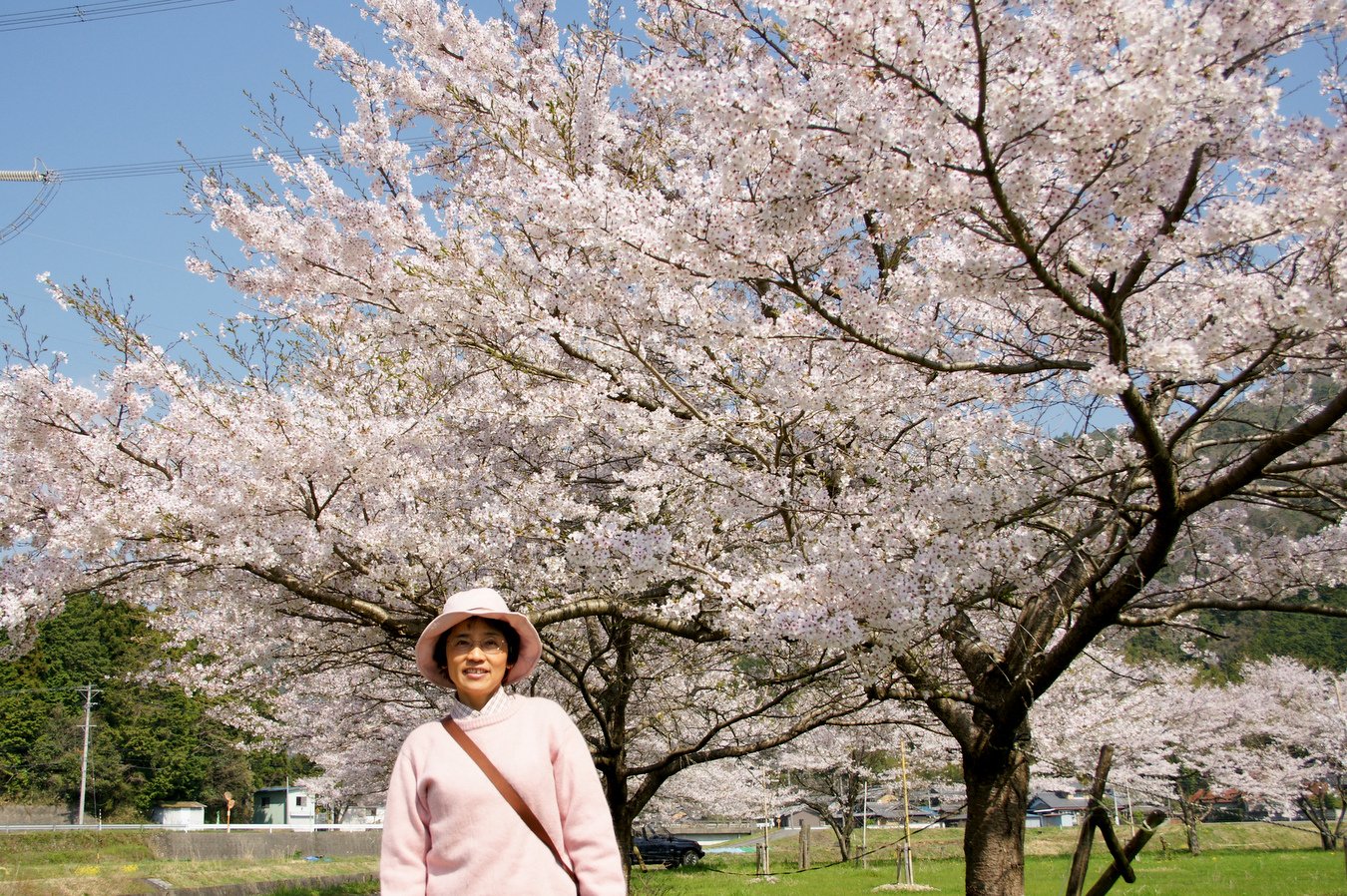 人のいない満開の桜_b0132475_104417100.jpg